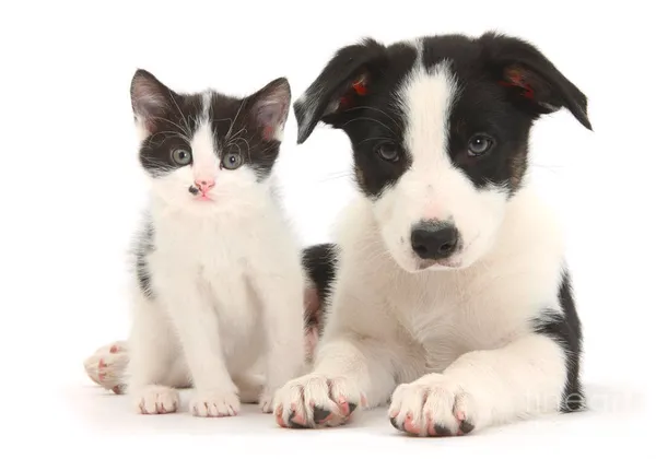 動物界的神相似.png