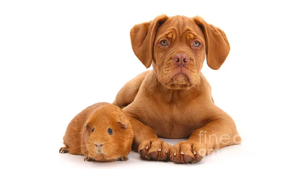 動物界的神相似.png