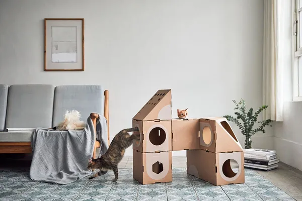 A Cat Thing