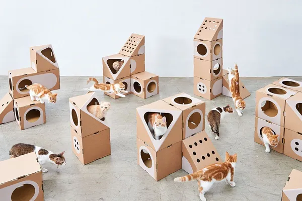 東躲西跑！堅固又具美感的喵星人公寓  A Cat Thing