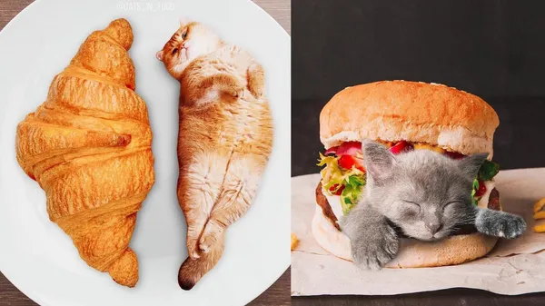喵在哪裡都可以！被 Photoshop 的貓，俄羅斯藝術家創造另類「貓食」