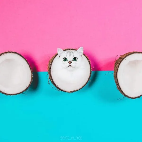 喵在哪裡都可以_cats in food1.jpg