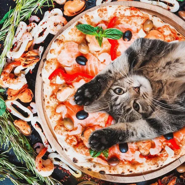 喵在哪裡都可以_cats in food4.jpg