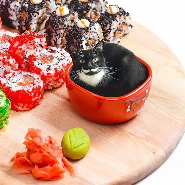 喵在哪裡都可以_cats in food5.jpg