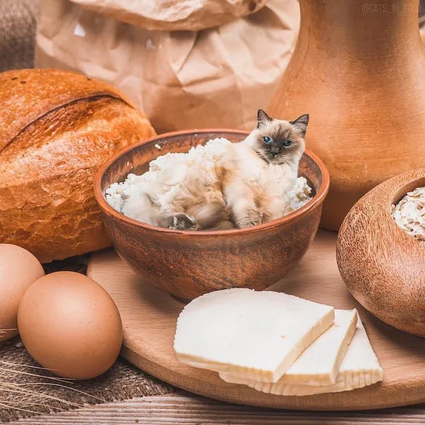 喵在哪裡都可以_cats in food7.jpg