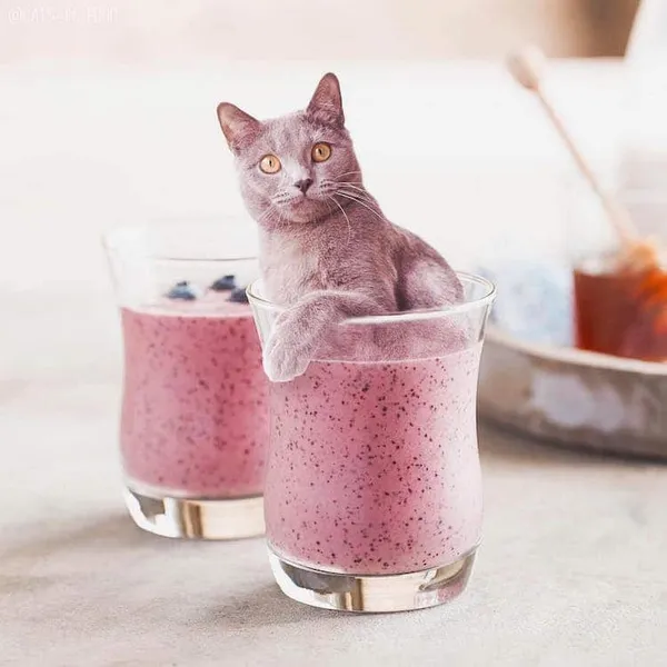 喵在哪裡都可以_cats in food8.jpg
