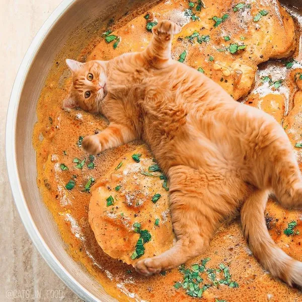 喵在哪裡都可以_cats in food10.jpg