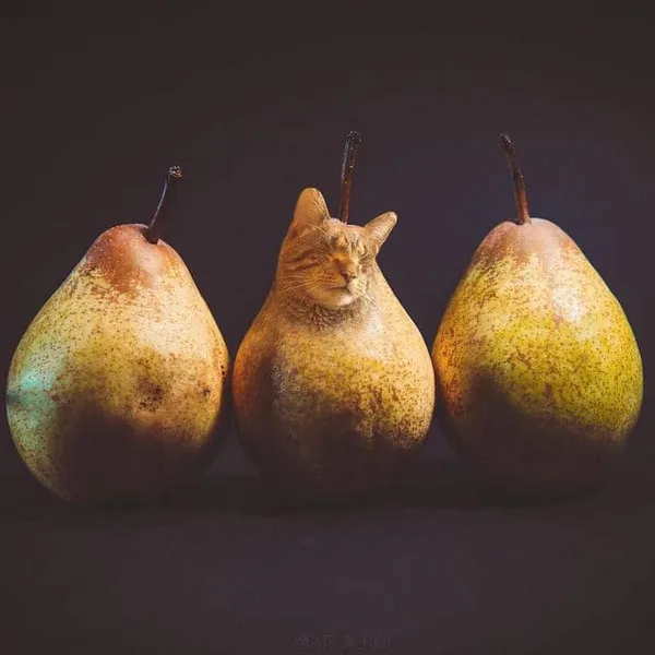 喵在哪裡都可以_cats in food12.jpg
