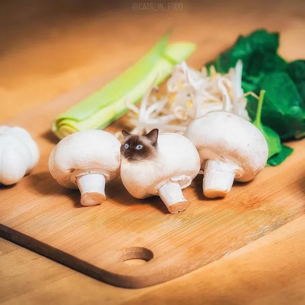 喵在哪裡都可以_cats in food14.jpg