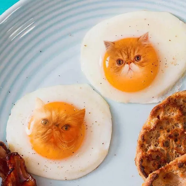 喵在哪裡都可以_cats in food15.jpg