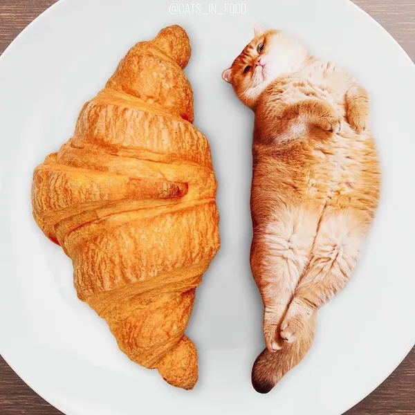 喵在哪裡都可以_cats in food16.jpg