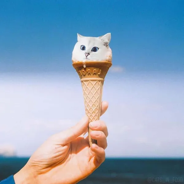 喵在哪裡都可以_cats in food21.jpg