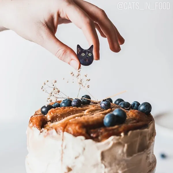 喵在哪裡都可以_cats in food23.jpg