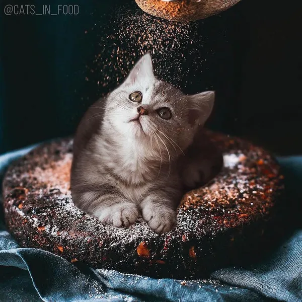 喵在哪裡都可以_cats in food24.jpg