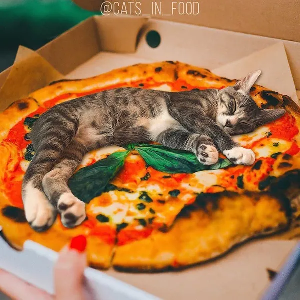 喵在哪裡都可以_cats in food25.jpg