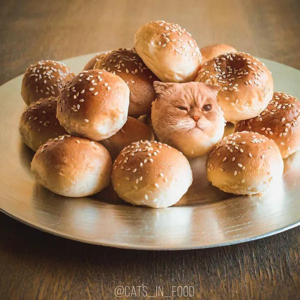 喵在哪裡都可以_cats in food26.jpg