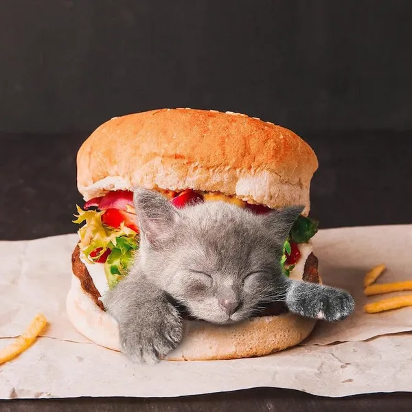 喵在哪裡都可以_cats in food28.jpg