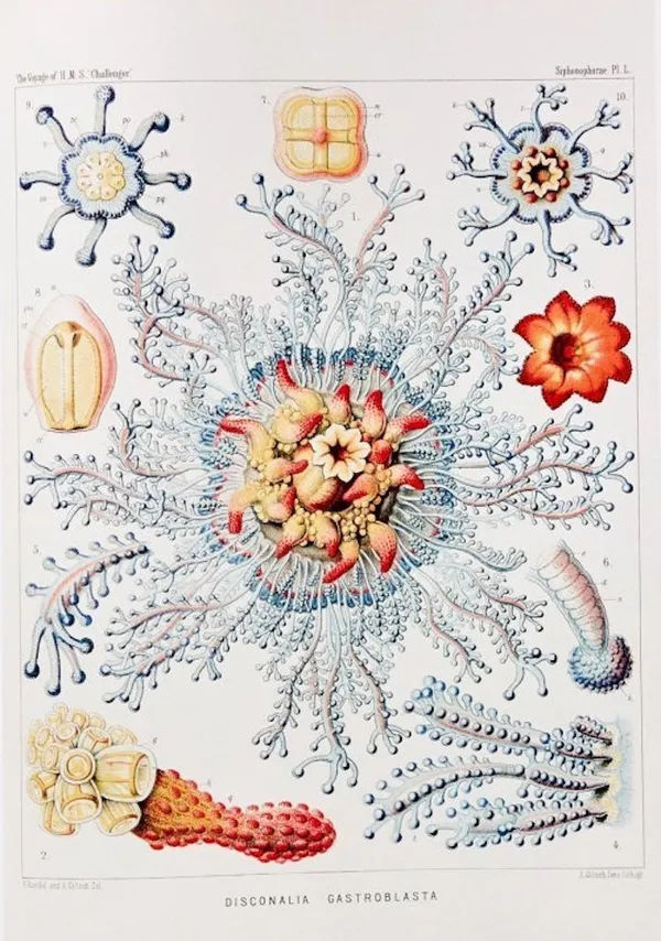 Taschen_Ernst Haeckel_生物學家畫冊.jpg
