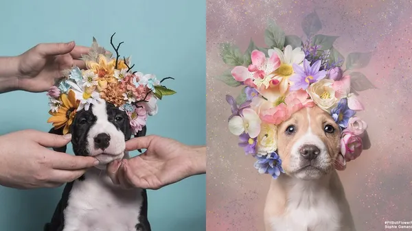 我也有溫柔的一面！攝影師為比特犬請命，以浪漫花朵造型拍下溫柔肖像照