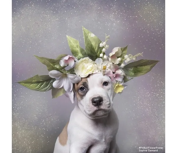 攝影師_比特犬.jpg