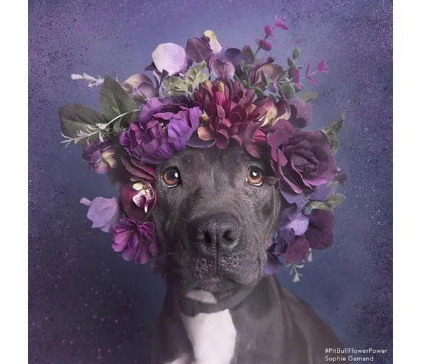 攝影師_比特犬.jpg