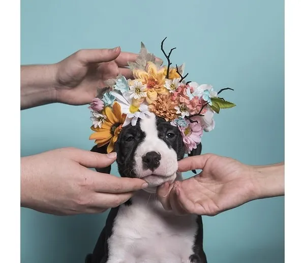 攝影師_比特犬.jpg