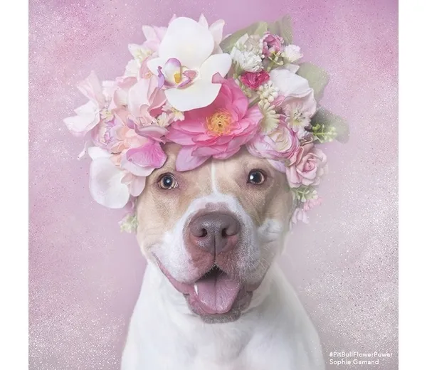 攝影師_比特犬.jpg