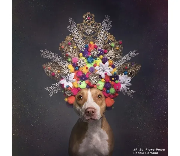 攝影師_比特犬.jpg