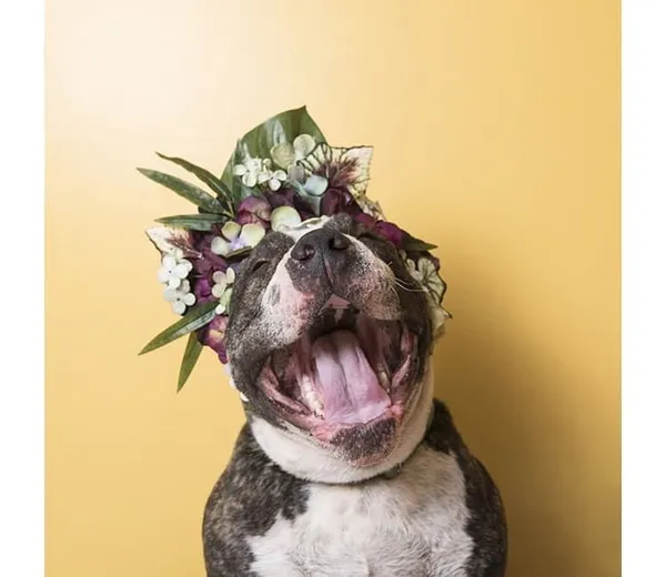 攝影師_比特犬.jpg