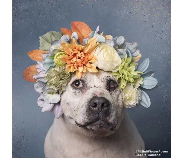 攝影師_比特犬.jpg