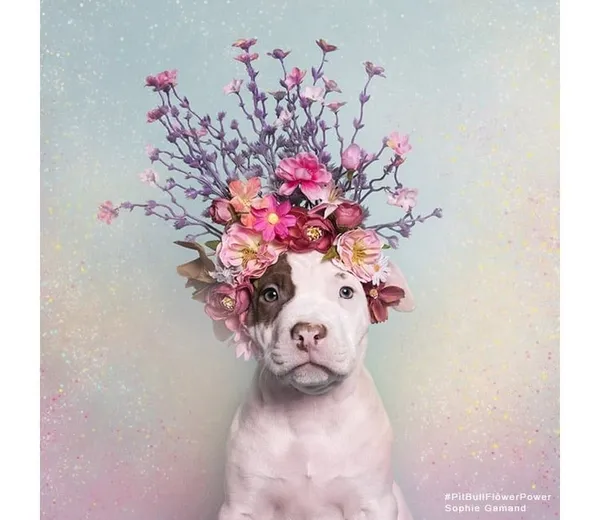 攝影師_比特犬.jpg