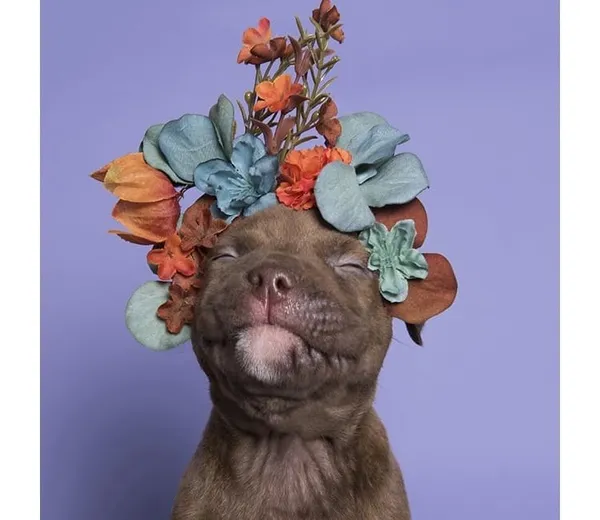 攝影師_比特犬.jpg