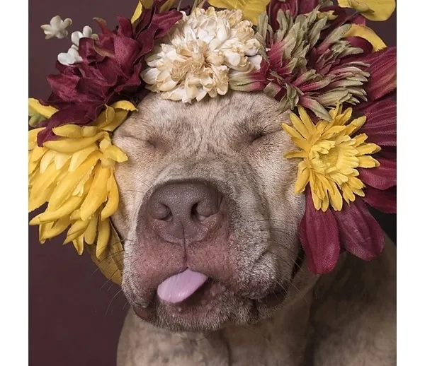 攝影師_比特犬.jpg