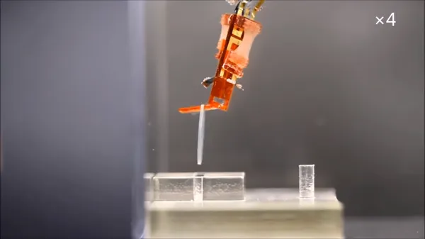Biohybrid robot
