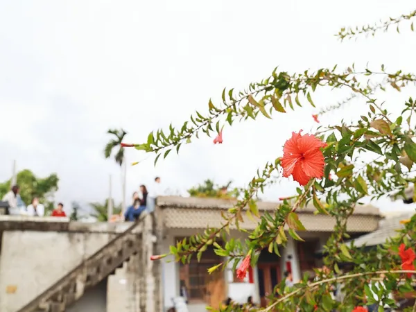 都蘭小紅花_42.大門一角.jpg