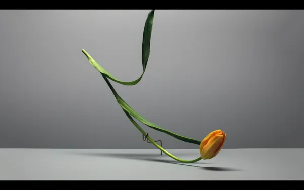 Carl Kleiner_花朵跳舞.png
