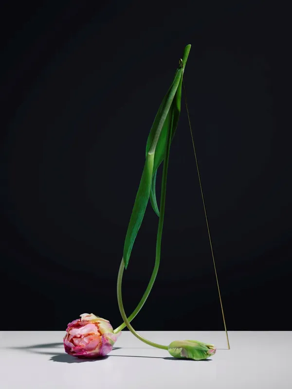 Carl Kleiner_花朵跳舞.jpg