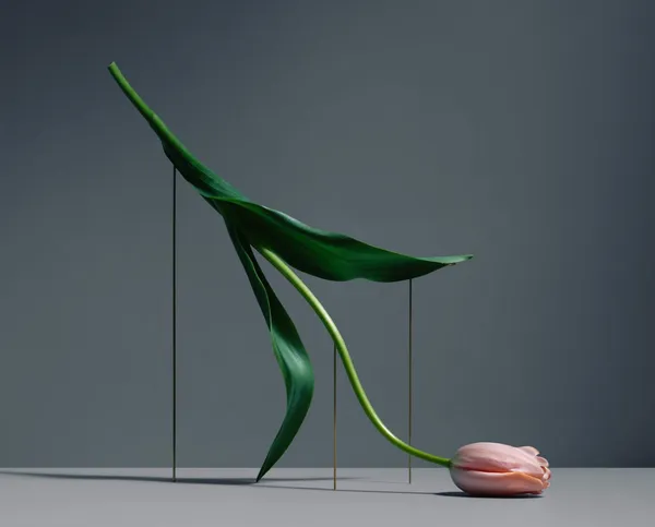 Carl Kleiner_花朵跳舞.jpg