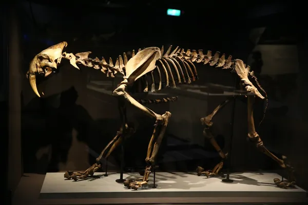 大英自然史博物館展展場照(9)。圖：主辦單位聯合數位文創提供.JPG.JPG