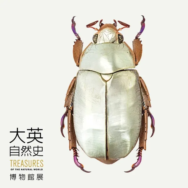 銀色金龜子