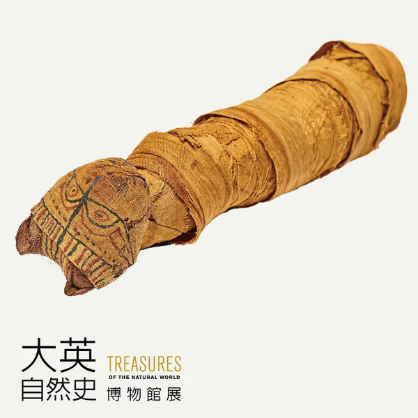貓咪木乃伊