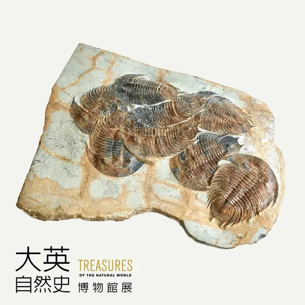 巨三葉蟲.jpg