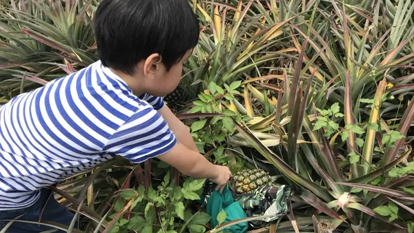 臺東「夏果藝術季」農事體驗、音樂會、在地農夫市集，將人文融入自然！