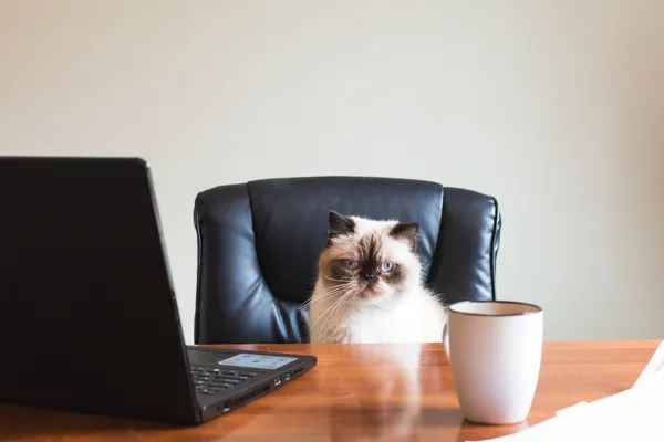 圖庫_business-cat-in-office_4460x4460.jpg