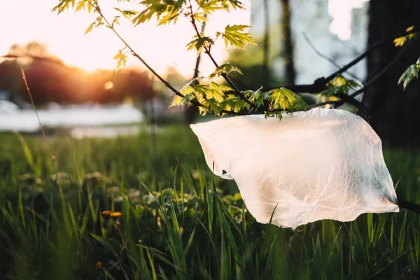 圖庫_plastic_bag_stuck_on_a_tree.jpg