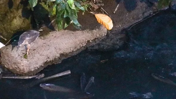 水鳥.jpg