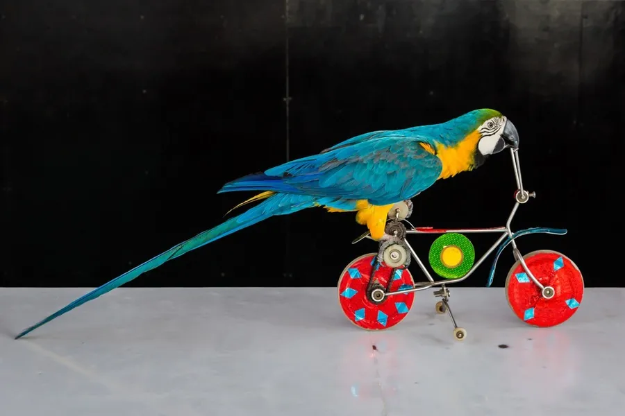 Google挑戰函：這是腳踏車還是一隻鳥？