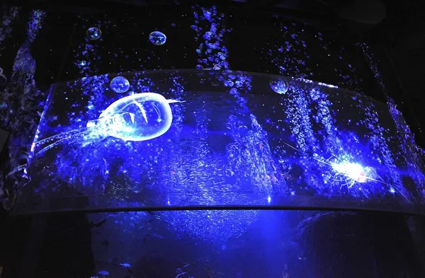 Night Aquarium 01.jpg