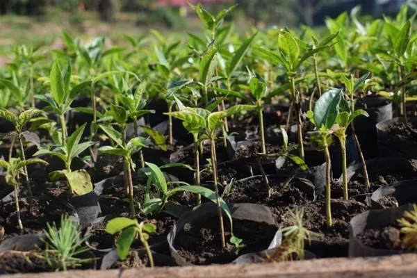 Ecosia.jpg