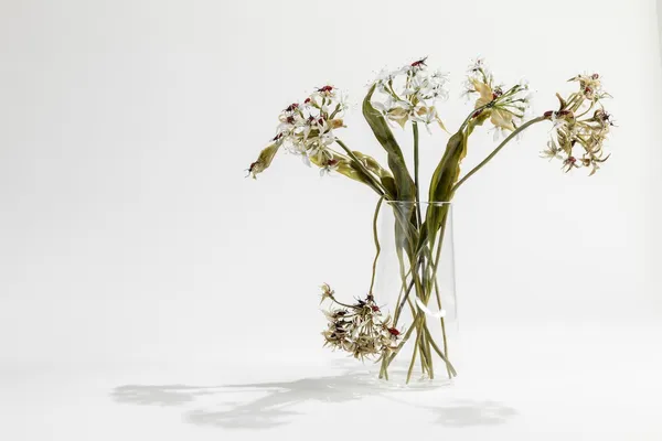 玻璃工藝-花-Vanitas 8.jpg